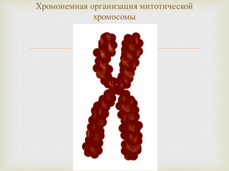 Хромонемная организация митотической хромосомы